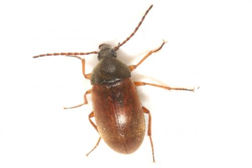 Réf. 232 846 : Isomira murina